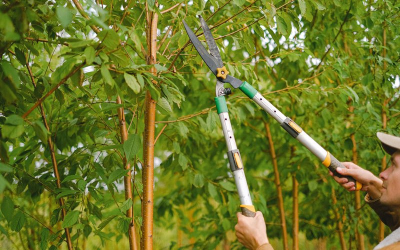 Tree trimming in Harmony, IN